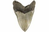 Huge, 5.97" Fossil Megalodon Tooth - North Carolina - #200238-2